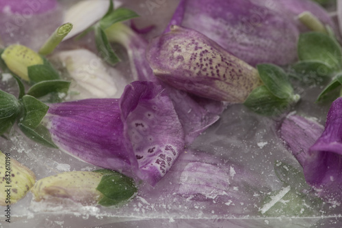 close up of frozen purple foxglove flowers or digitalis in water photo