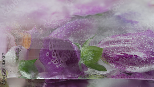 pink and purple fox glove flower macro frozen in ice block photo