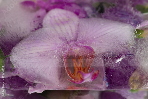 abstract wallpaper with purple orchid flower macro frozen in ice water photo