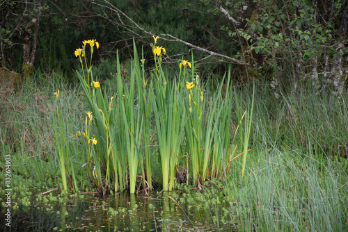 Yellow Flag Iris within a pool at the Site of Special Scientific Interest Breney Common Cornwall