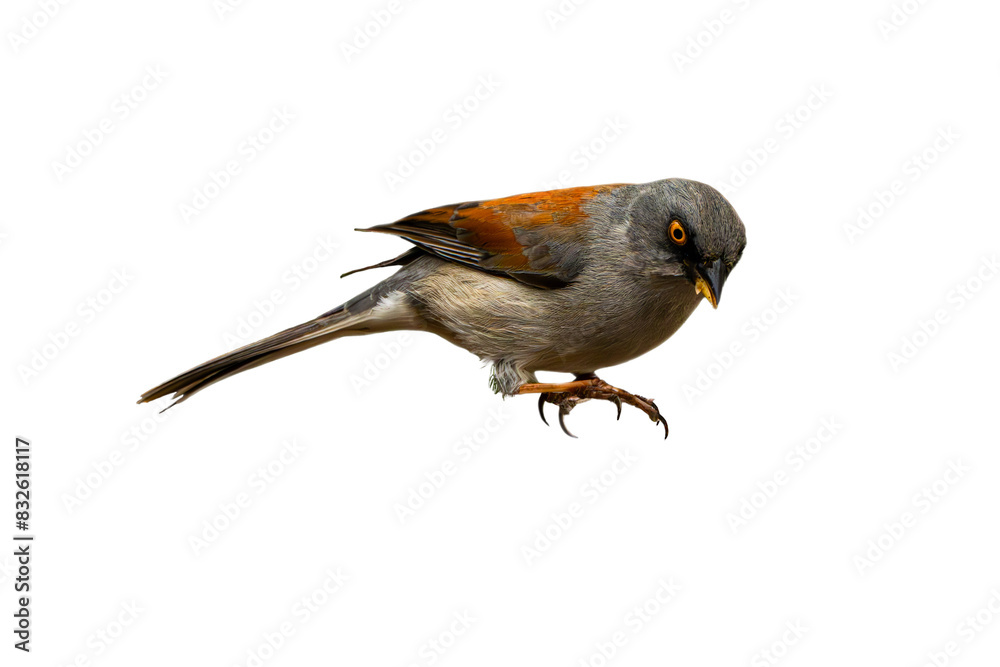 Yellow-eyed Junco (Junco phaeonotus) Photo, Perched on an Isolated PNG Background Yellow-eyed Junco (Junco phaeonotus) Photo, Perched on an Isolated PNG Background