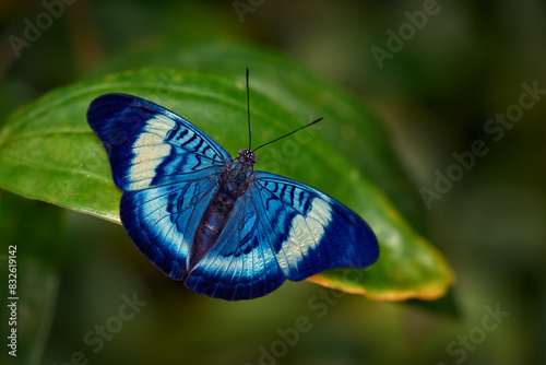 Procilla Beauty, Panacea procilla, butterfly from Panama to Colombia. Blue nice insect in the nature habitat, beauty on the green leave in the forest. Nature wildlife.