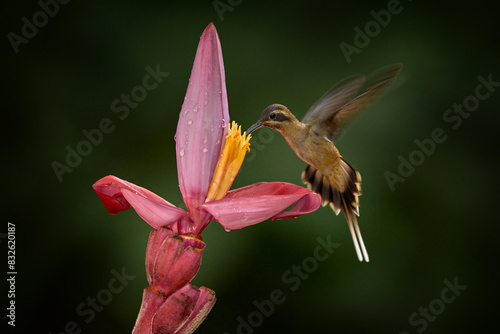 Long-billed Hermit, Phaethornis longirostris, bird in the forest habitat with red bloom. Nature in Costa Rica. Hummingbirds flying red tropic flower, nature wildlife. Close-up detail of tripic bird.