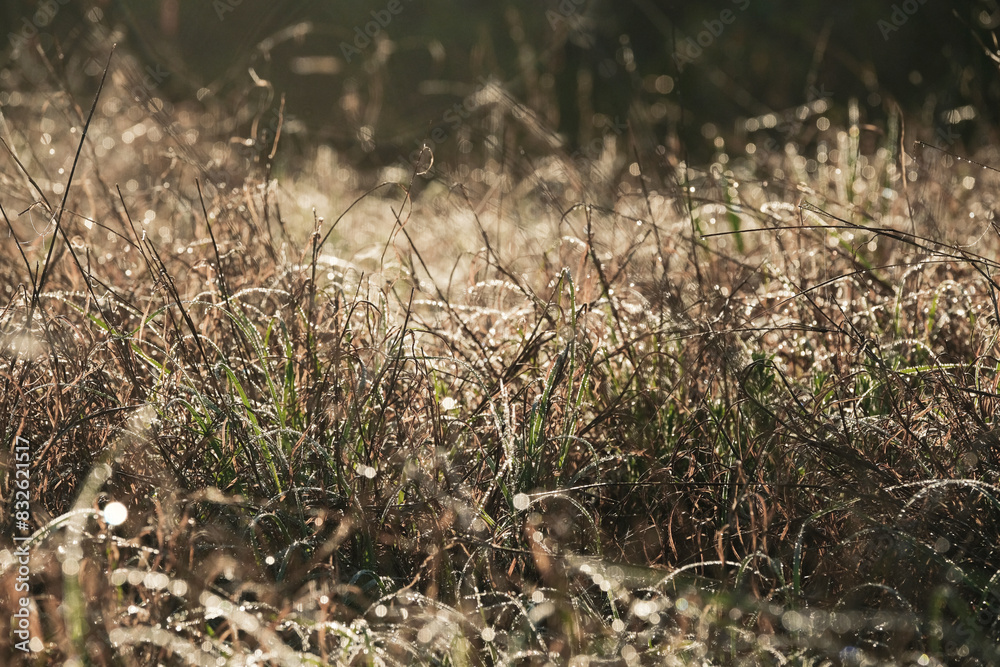 Dry Texas meadow grasses in early morning spring light with dew. Dry Texas meadow grasses in early morning spring light with dew.