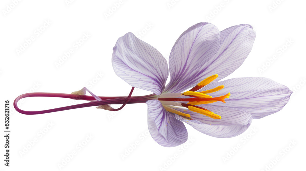 Naklejka premium Saffron crocus flower