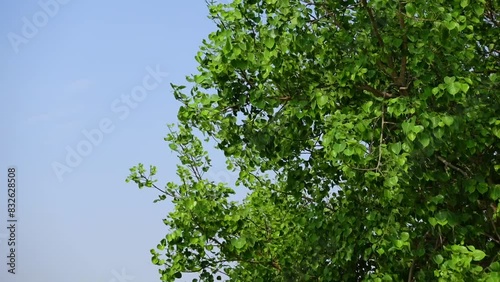 The young green leaves of the Pakur or Buckwheat tree sway in the wind. Beautiful young green leaves in the sky background. photo