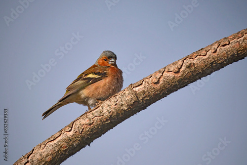 Buchfink ( Fringilla coelebs ). photo