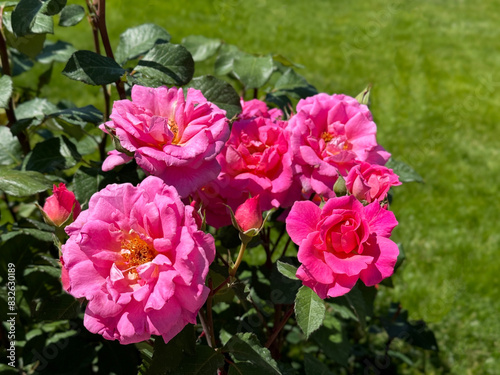 Rose shrub with bright pink flowers