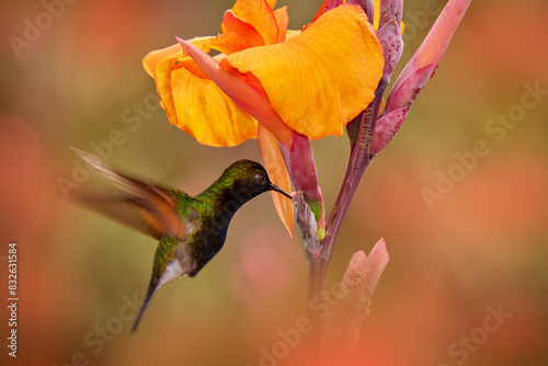 Black-bellied Hummingbird, Eupherusa nigriventris, black head bird endemic in Costa Rica. Small hummingbird fly next tu orange flower, green tropic forest, La Paz, Vera Blanca, Costa Rica, flight. photo