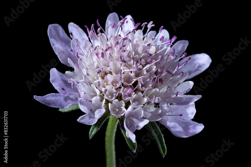 Beautiful Pink Flower, Scabiosa Lucida with Black Background photo