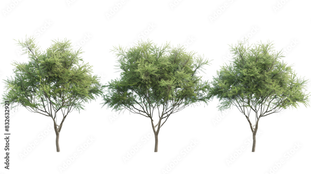 Obraz premium Tree set
