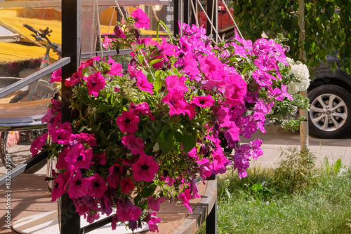 Petunia decorate summer terrace of restaurant. Purple flowers in flower pots on veranda of summer cafe. Sunlight.