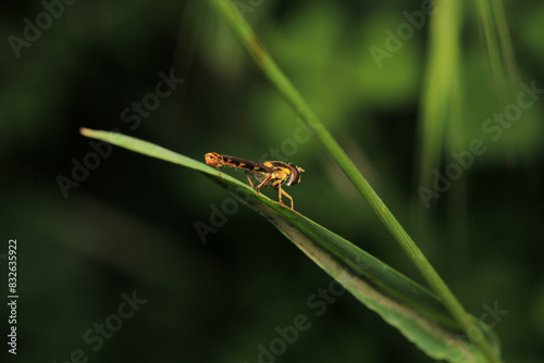 natural eupeodes flower fly photo photo