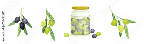 Olives with Glass Jar and Branch Vector Set