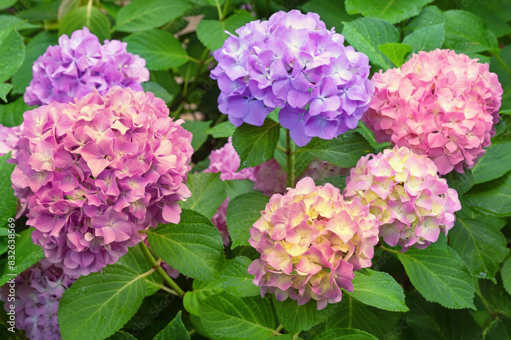 Beautiful pink and purple flowers of hydrangea ( Hydrangea macrophylla ) in garden Beautiful pink and purple flowers of hydrangea ( Hydrangea macrophylla ) in garden
