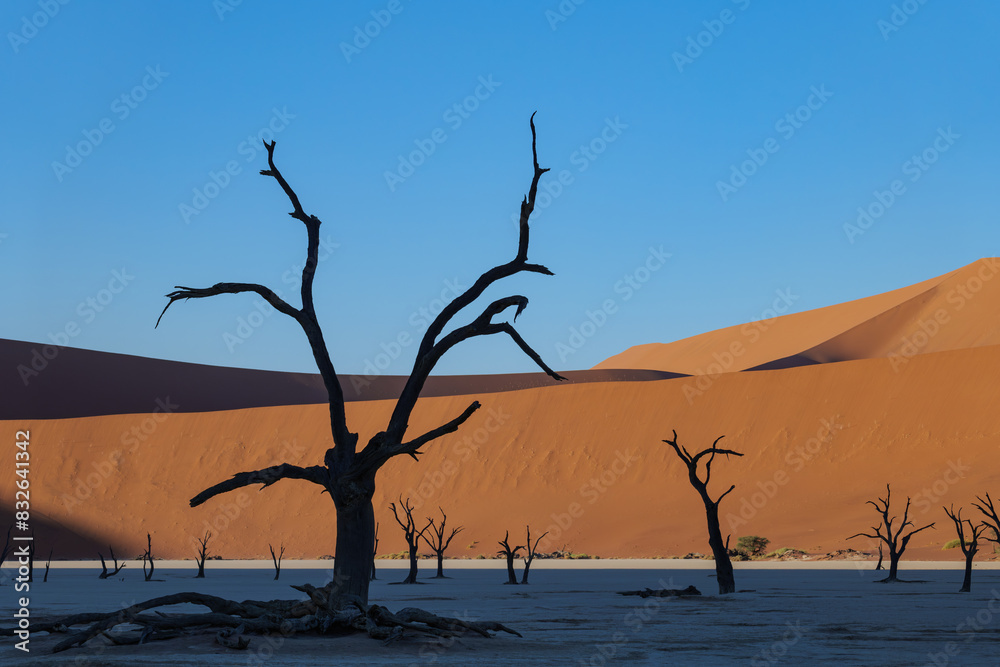 morning shadows and dead trees in Sossusvlei valley, Namib desert, Namibia, South Africa morning shadows and dead trees in Sossusvlei valley, Namib desert, Namibia, South Africa