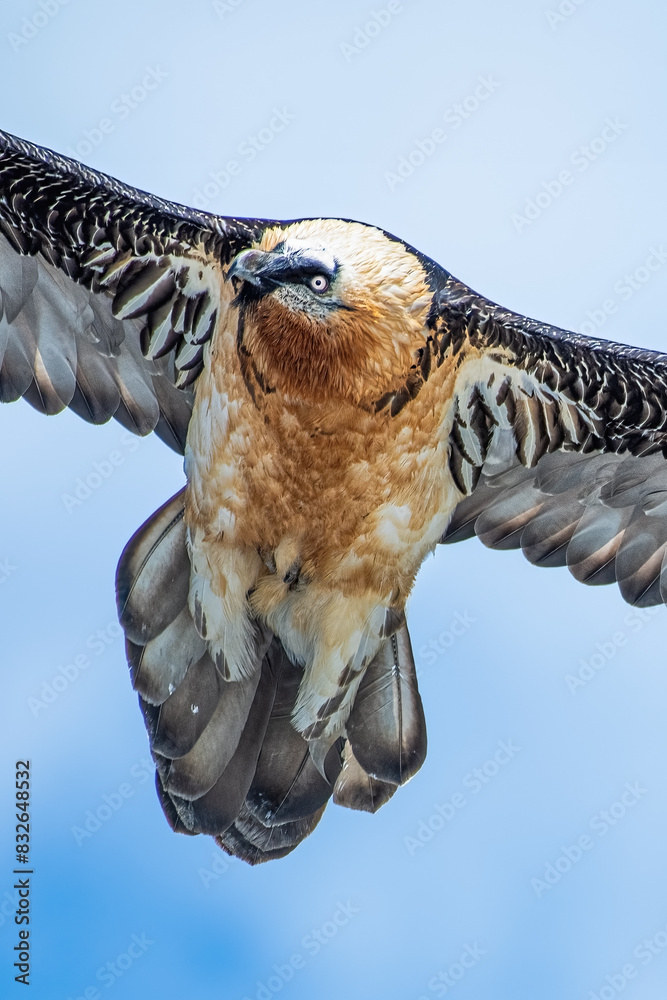 Close up portrait of a wild Bearded volture (Gypaetus barbatus), also known as the lammergeier and ossifrage in flight against blue sky background, Alps, Italy. Rare.
