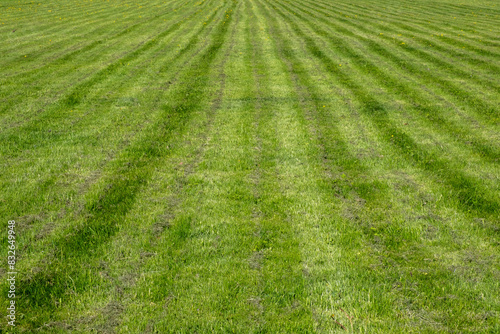Trimmed green lawn in perspective