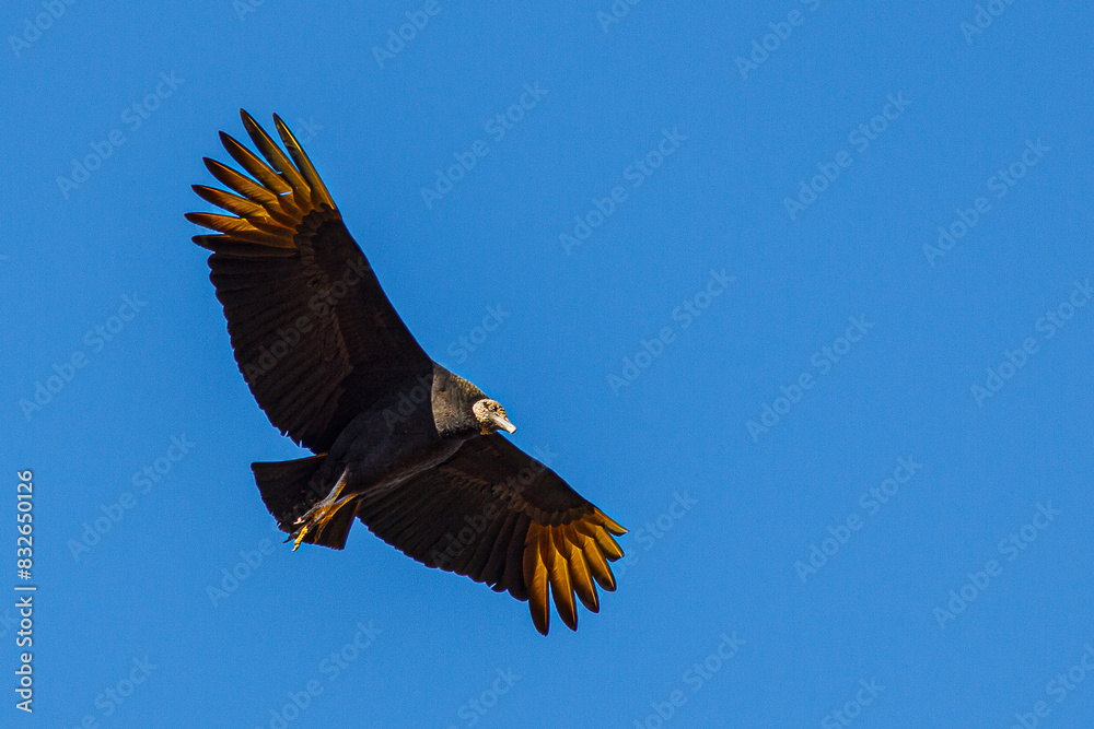 Obraz premium eagle in flight