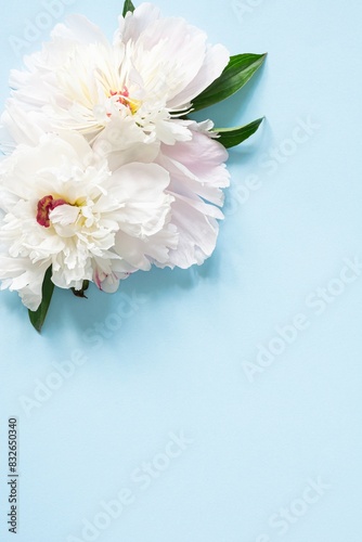 White peony flowers on a blue background. The concept of flower blossoms. Greeting card.