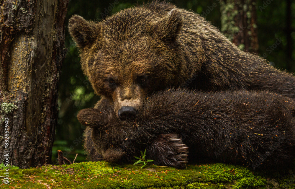 Obraz premium She-bear with cubs