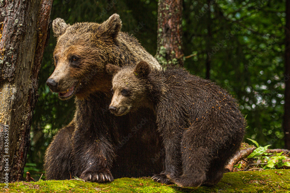 Fototapeta premium She-bear with cubs on a road in Romania