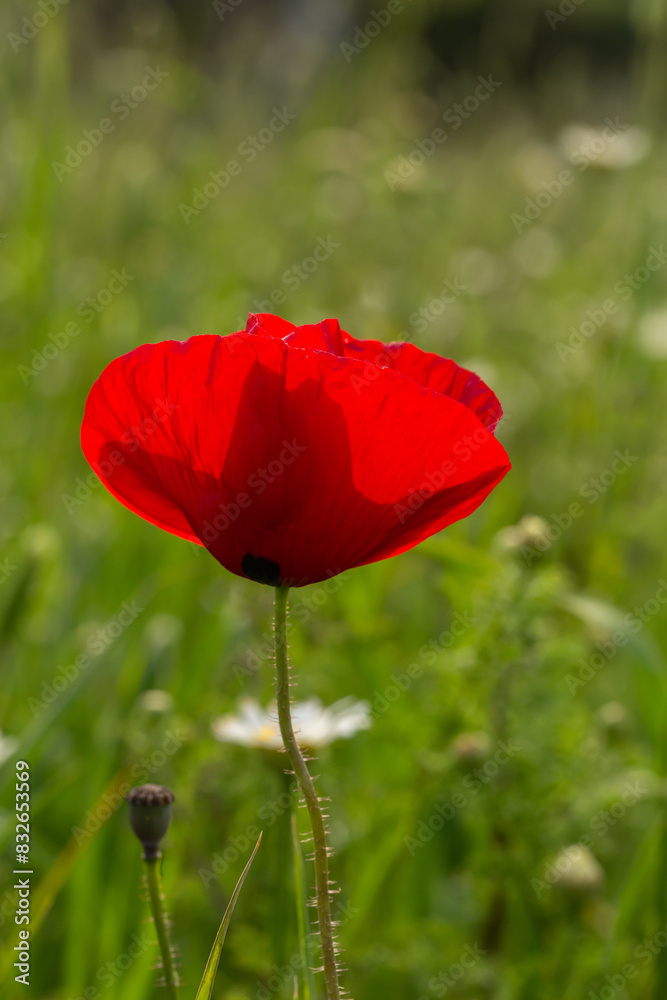 Obraz premium Blooming red flower of papaver on a green background macro photography on a summer day. Poppy with red petals close-up photo in summertime.