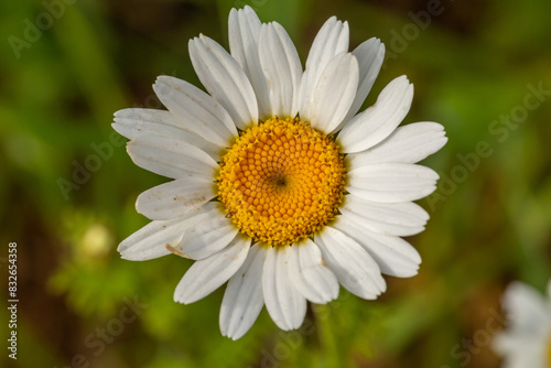 Blooming daisy flowers on a summer sunny day macro photo. Wildflowers with white petals in the meadow close-up photo. Blossom daisies in springtime floral background.