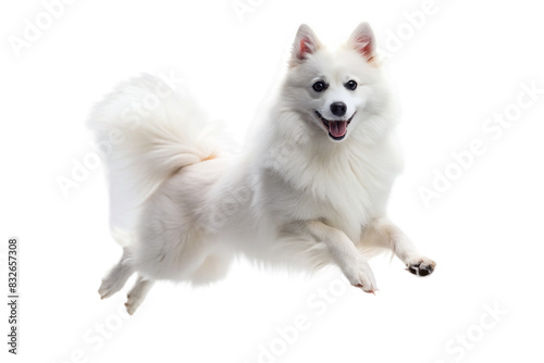 A joyful png Pomeranian dog leaping in mid-air with a fluffy tail and happy expression against a plain backdrop. © Mickey