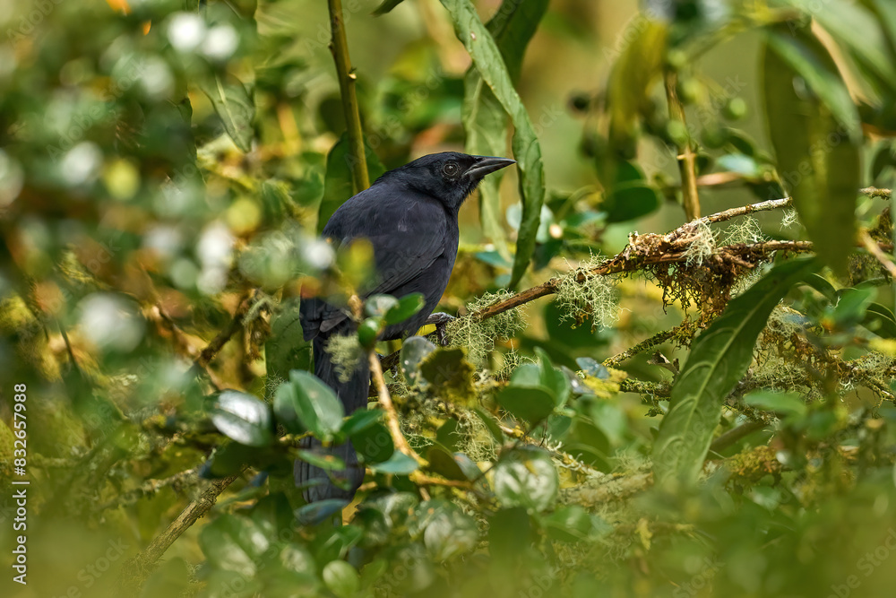 Melodious blackbird, Dives dives, black New World tropical bird in the green junge forest vegetation, Costa Rica. Wildlife nature, melodious blackbird in the habitat. Birdwatching in Central America. Melodious blackbird, Dives dives, black New World tropical bird in the green junge forest vegetation, Costa Rica. Wildlife nature, melodious blackbird in the habitat. Birdwatching in Central America.