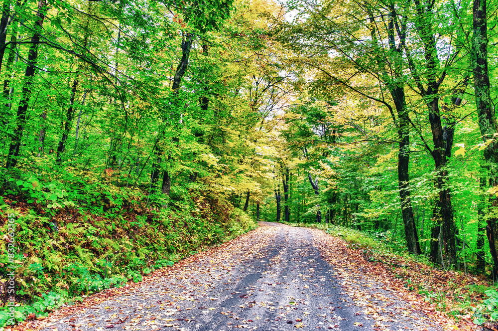 Obraz premium Autumn leaves in foliage season, fall colors