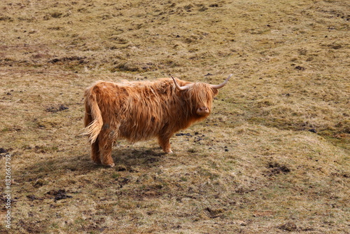 The Highland is a Scottish breed of rustic cattle at the Faroe Islands