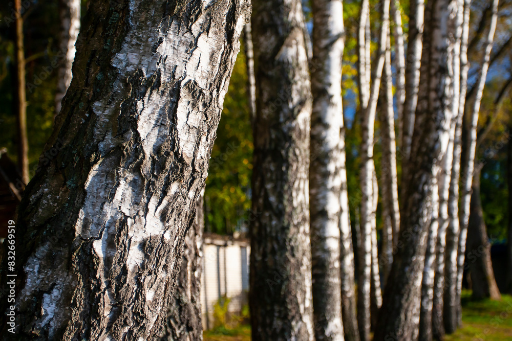 Obraz premium Birch approximately, visible birch bark structure