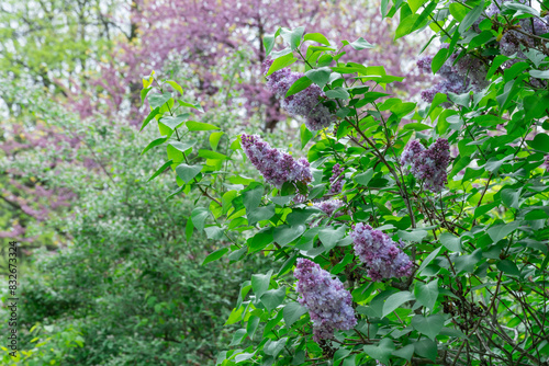 Blooming fragrant branch of lilac flower katherine havemeyer in garden. Bush syringa vulgaris of family oleaceae. Florescence of common lilac in spring. Inflorescence of violet-lavender double flowers