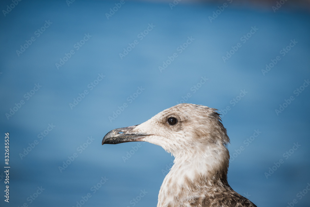 Close-up portrait of a seagull Close-up portrait of a seagull