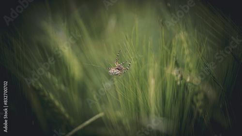 von blumen insekten und wolken