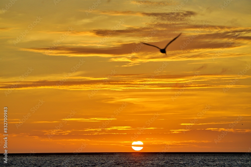 Fototapeta premium Vogel fliegt in Sonnenuntergang