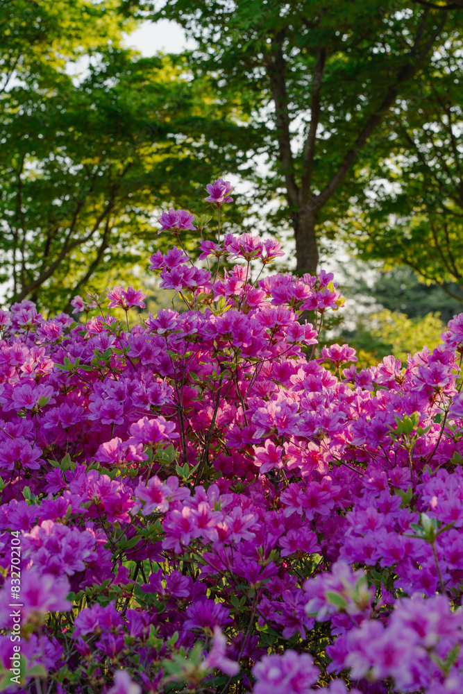 Abundant pink azalea flowers with lush greenery background Abundant pink azalea flowers with lush greenery background