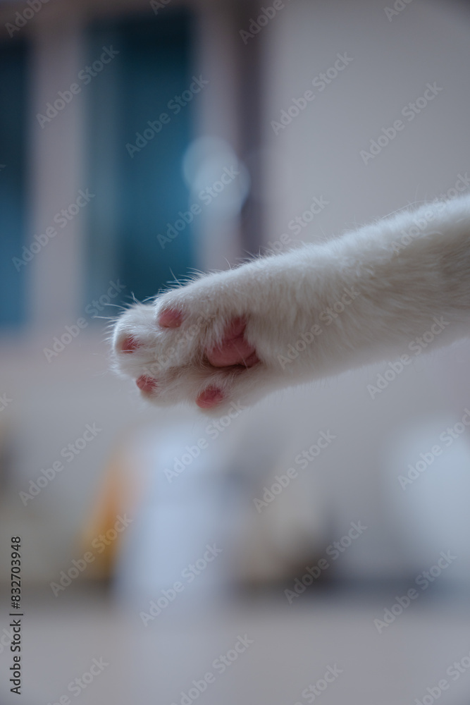 Close-up of a cat's pink paw in a cozy indoor setting