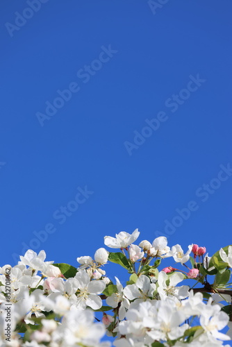 Paradise Apple Tree in full bloom. Extremely beautiful white flowers and red fine buds against a wonderfully beautiful blue sky.