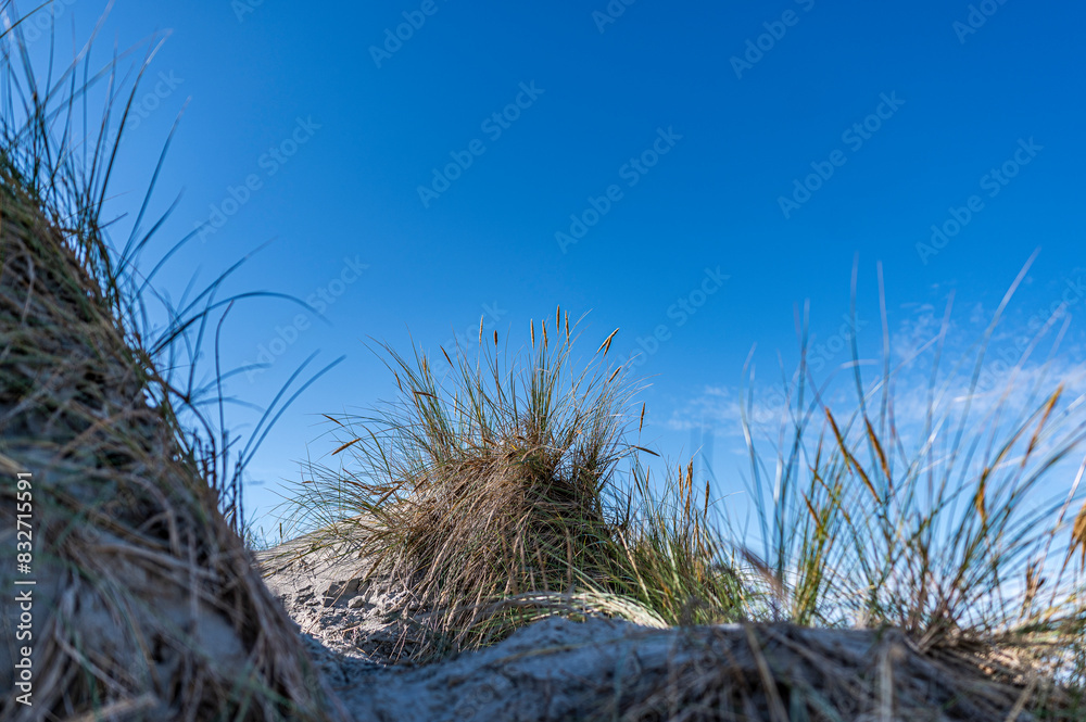 Fototapeta premium Marram grass with the clear blue sky as a background on Ameland
