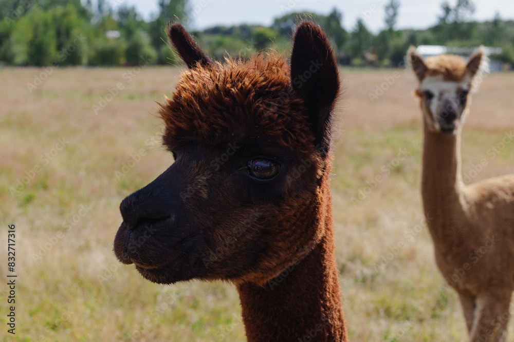 Obraz premium Close-Up of Brown Alpaca New Zealand afternoon no people outside animal