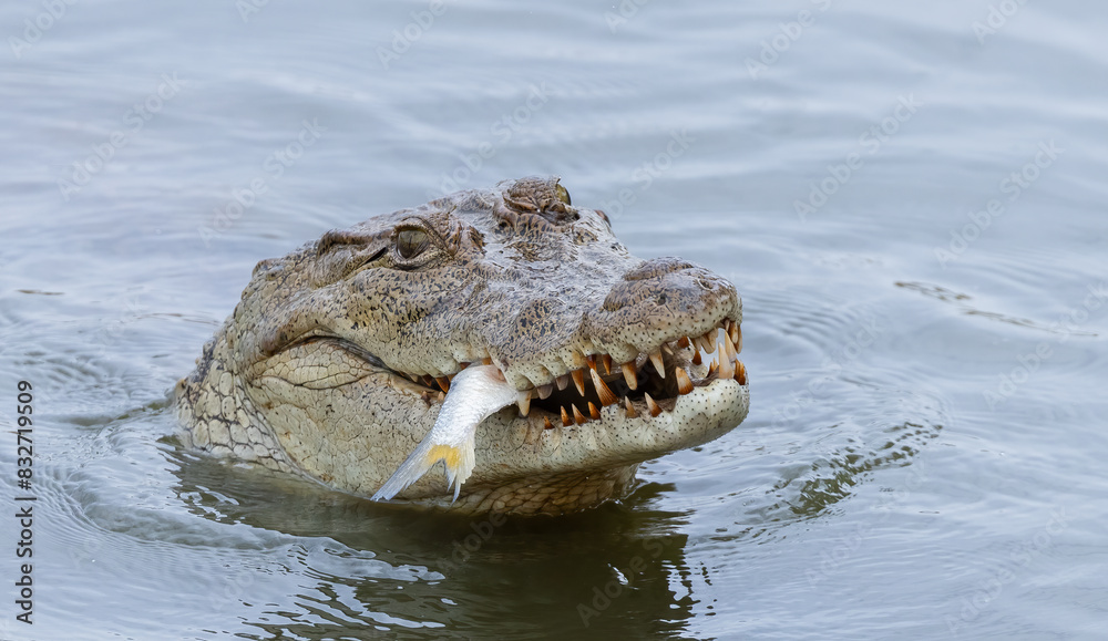 Fototapeta premium Crocodile with fish dinner