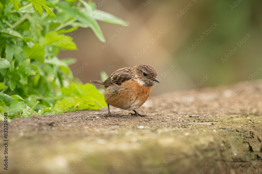stonechat, saxicola rubicola, perched on a branch in the uk stonechat, saxicola rubicola, perched on a branch in the uk