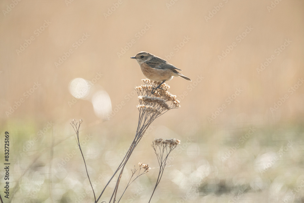 Fototapeta premium stonechat, saxicola rubicola, perched on a branch in the uk