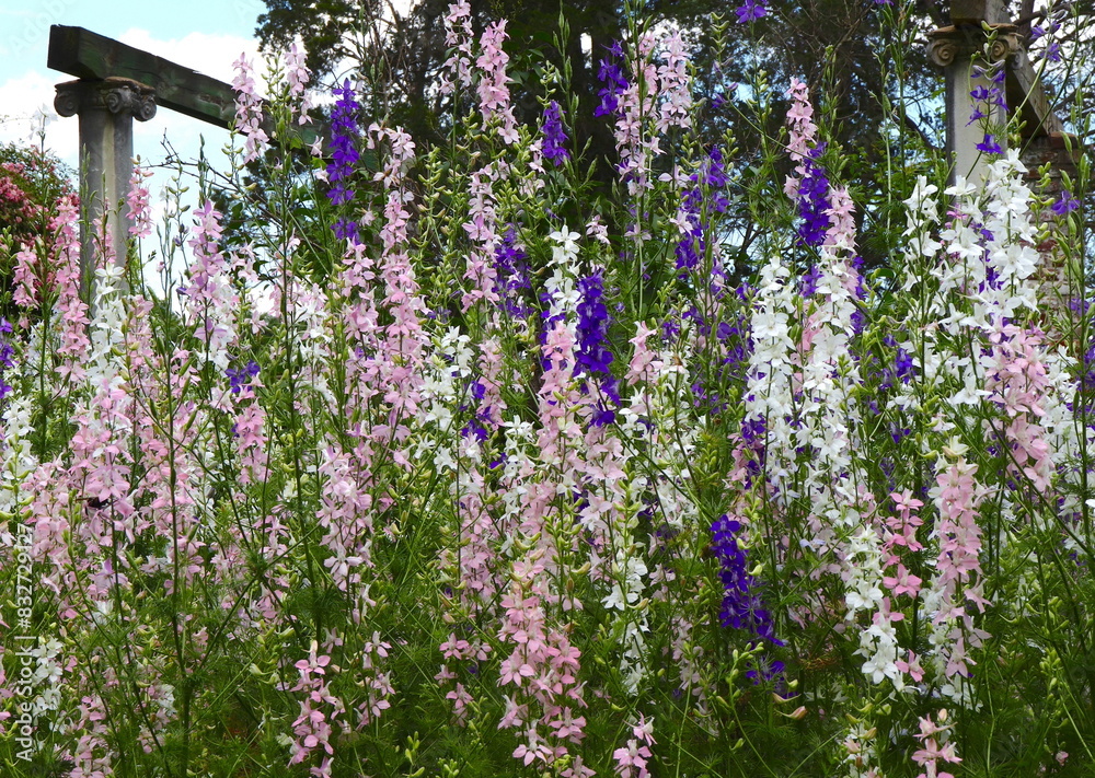 Delphinium Flowers in Pink, Purple, and White Delphinium Flowers in Pink, Purple, and White