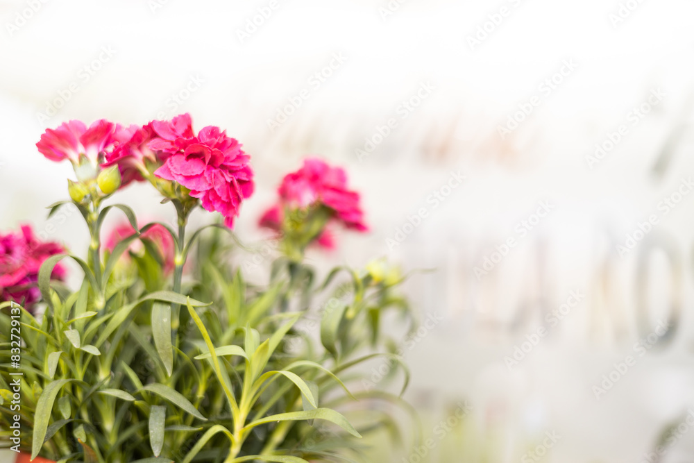 Carnations with blurred restaurant window on background Carnations with blurred restaurant window on background
