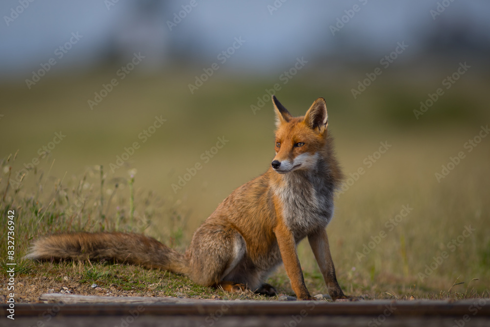 Fototapeta premium red fox vulpes on train tracks railway crossing