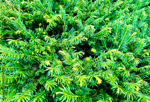 Duke Gardens Japanese Plum Yew, Cephalotaxus harringtonia 'Duke Gardens'