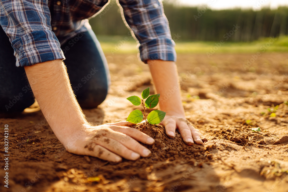 Human hands taking care of a seedling in the soil. New sprout on sunny day in the garden in summer. The concept of the agricultural business. Human hands taking care of a seedling in the soil. New sprout on sunny day in the garden in summer. The concept of the agricultural business.